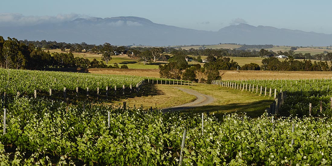 Panoramic view of vineyard and mountains.